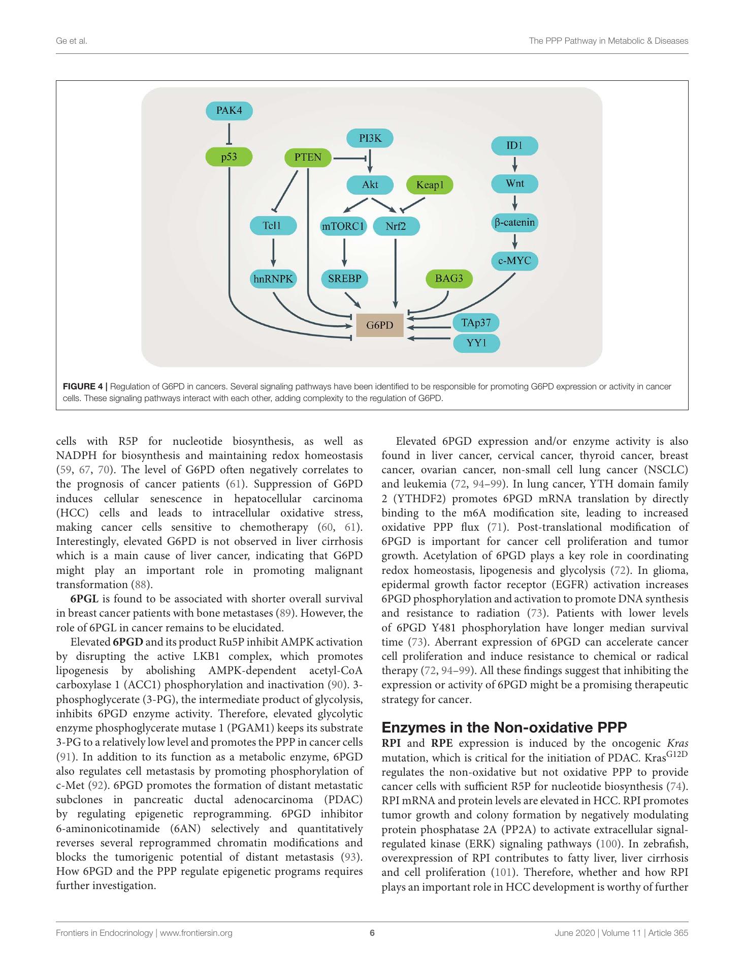 The Role of the Pentose Phosphate Pathway in Diabetes and